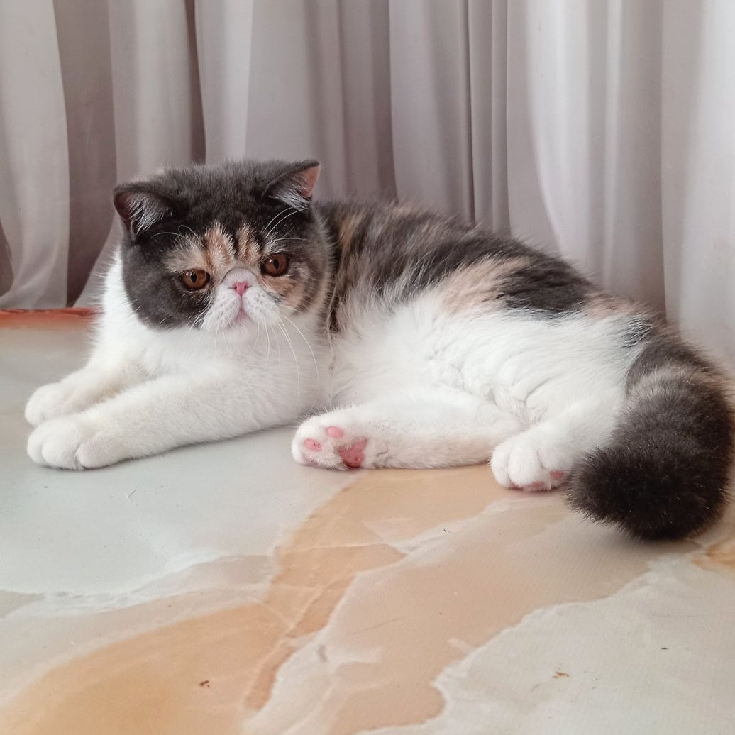 Markiza Exotic female, blue tortie bicolour