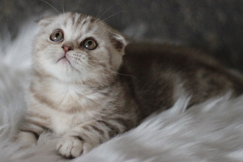 Marmelad Scottish Fold male, black silver tabby