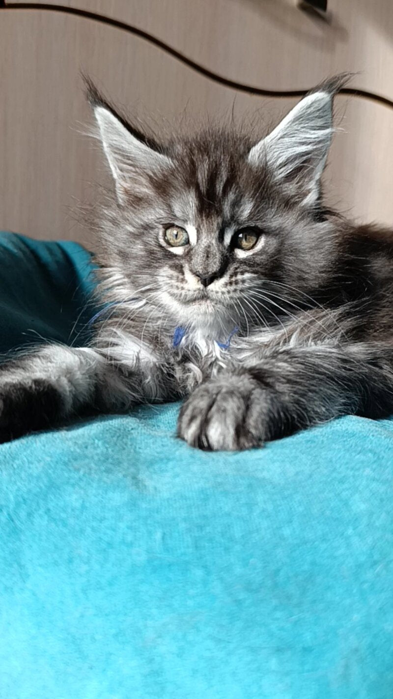 Nilson Maine Coon male black silver tabby live animals
