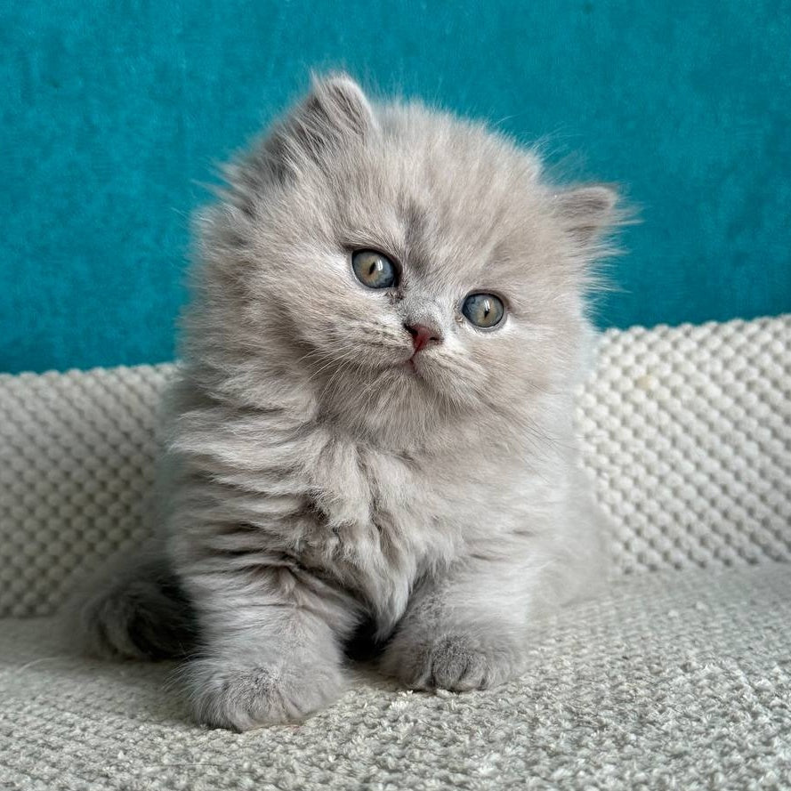 Bear British Longhair male, lilac