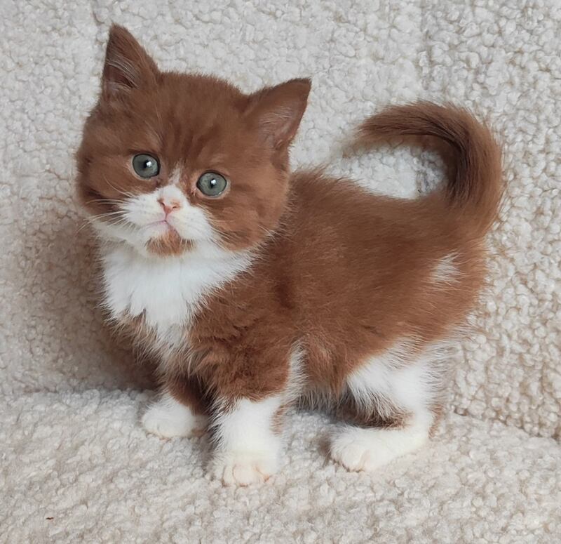 West British Shorthair male cinnamon bicolour - live animals