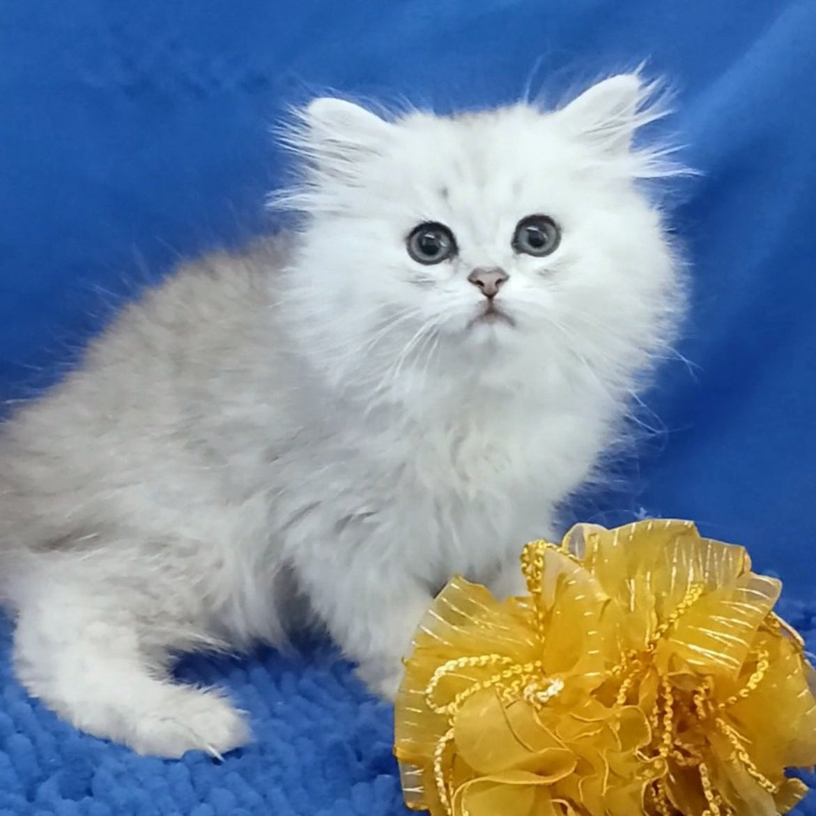 Lesly British Longhair female, black silver shaded