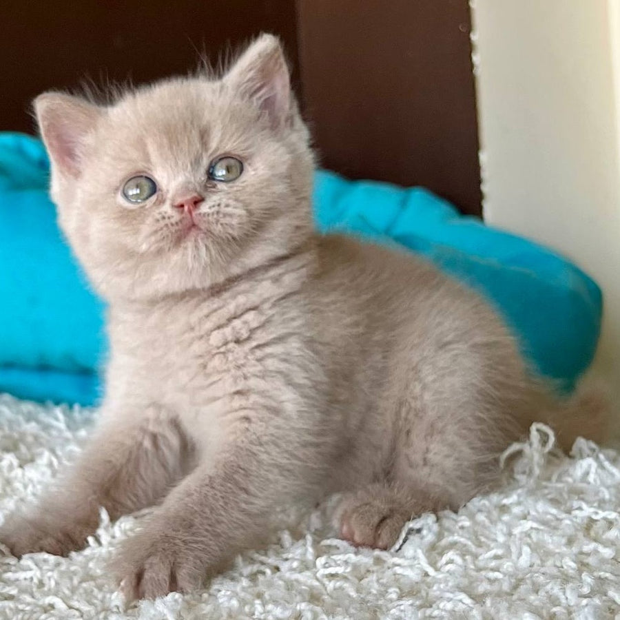 Pamela British Shorthair female, fawn
