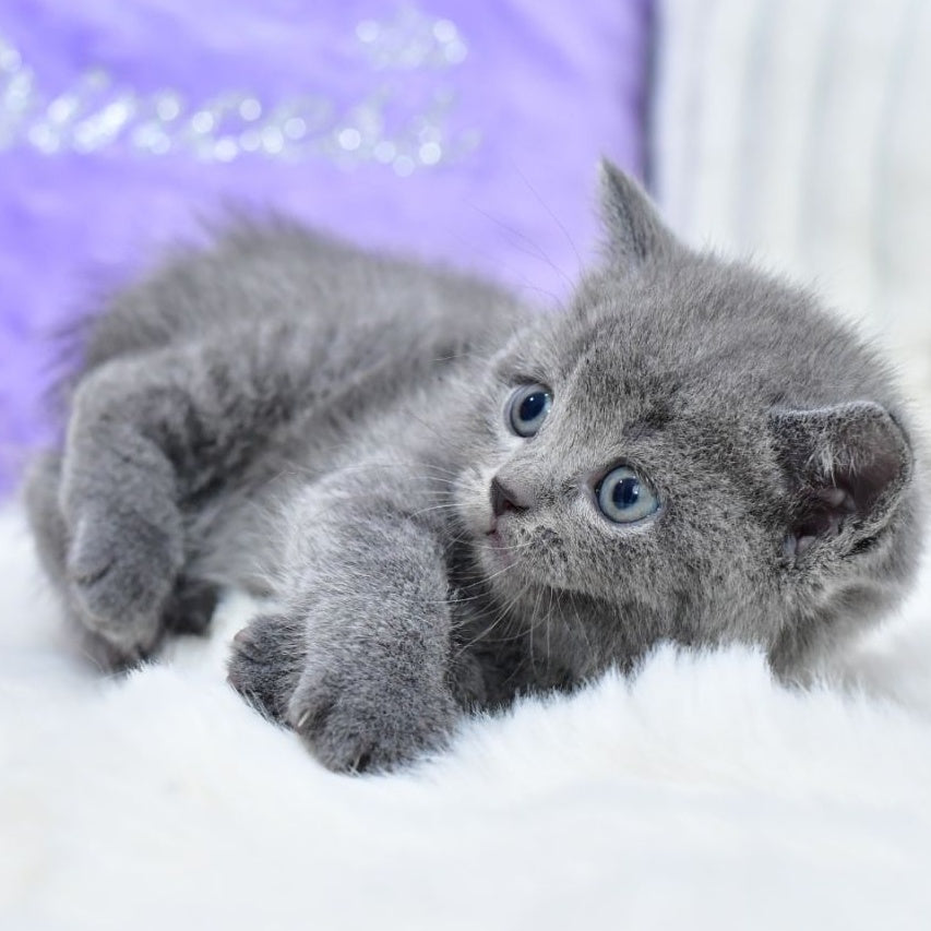 Liza Scottish Straight female, blue