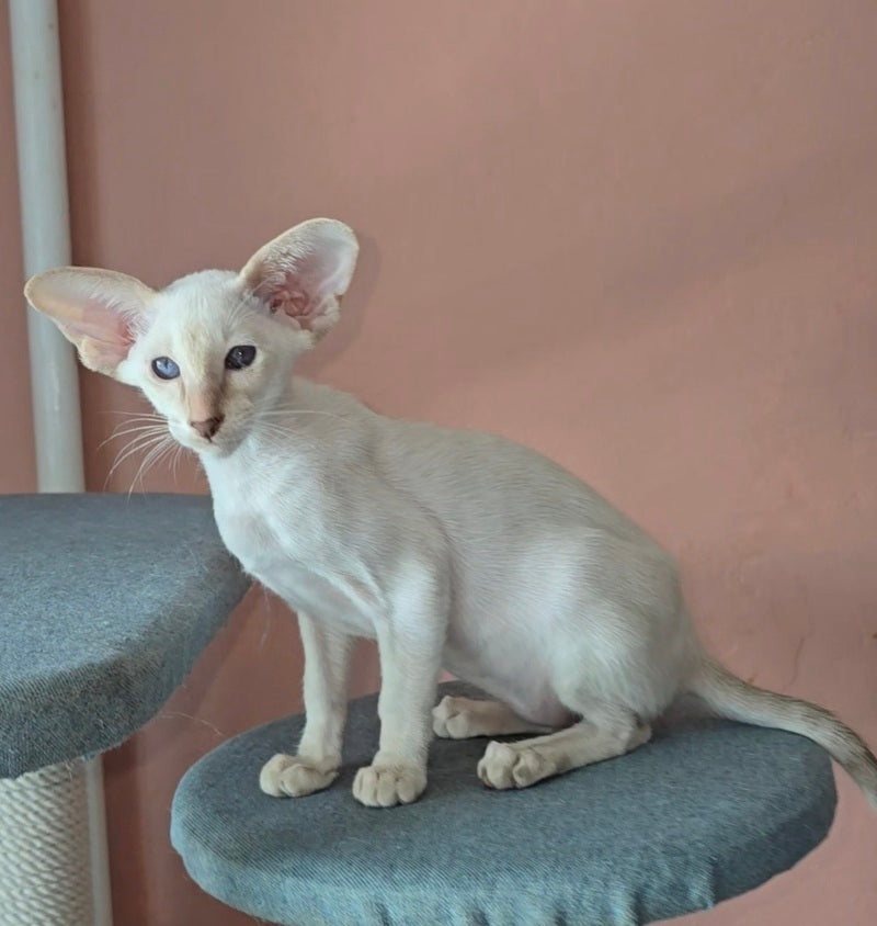 Martin Siamese male lilac - live animals