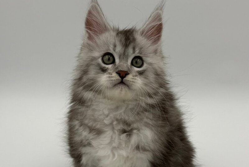 Mirage Maine Coon male, blue silver with white