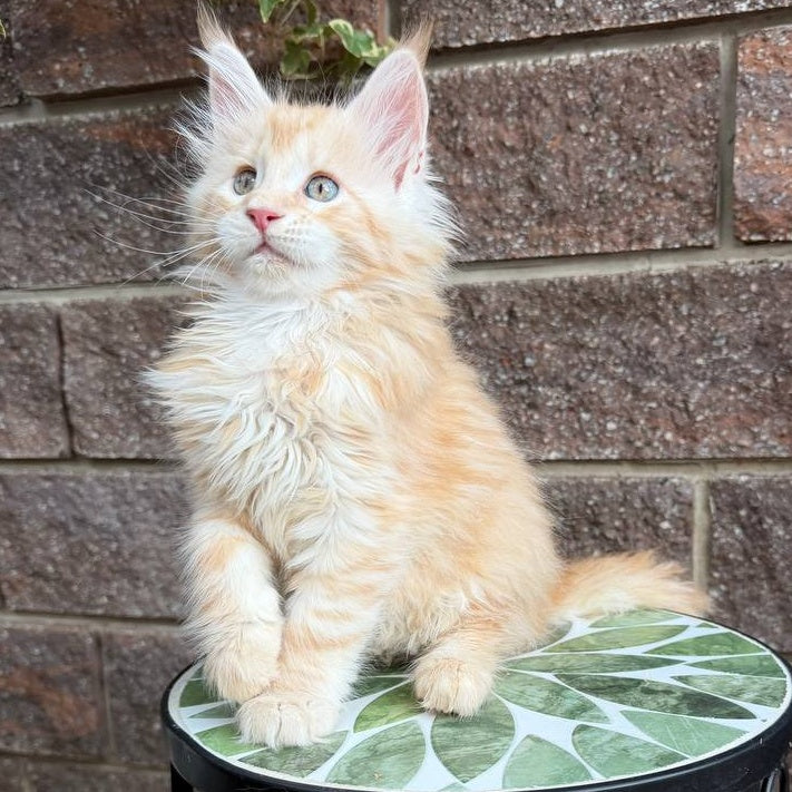 Xan Maine Coon male, red silver tabby