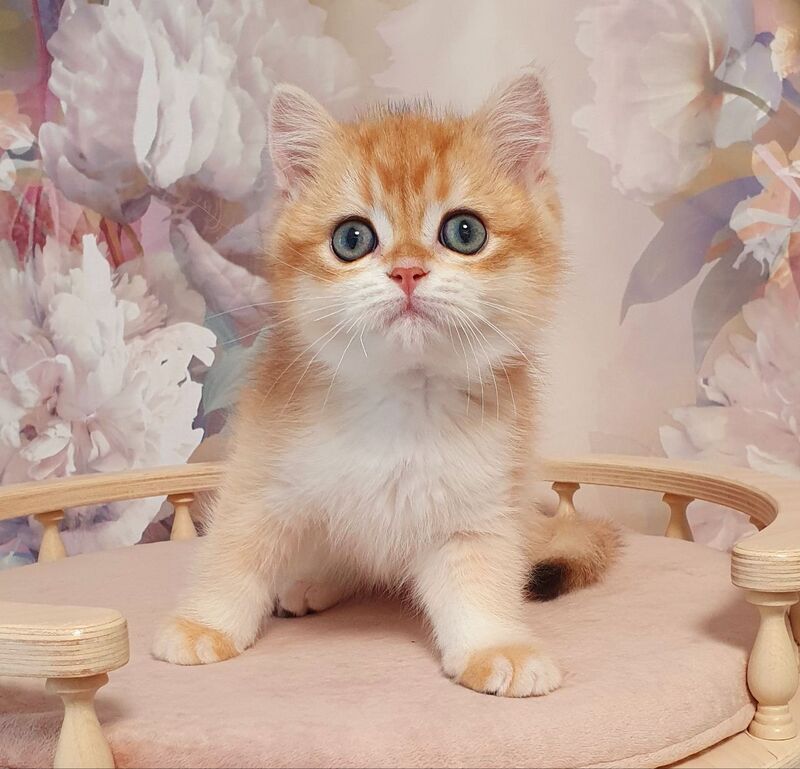 Villi British Shorthair male, black golden chinchilla