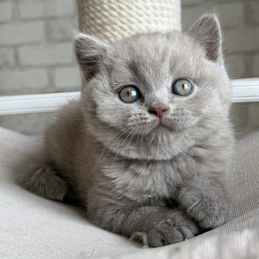 Bastian British Shorthair male, lilac