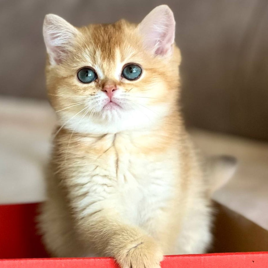 Iris British Shorthair female, chocolate golden chinchilla