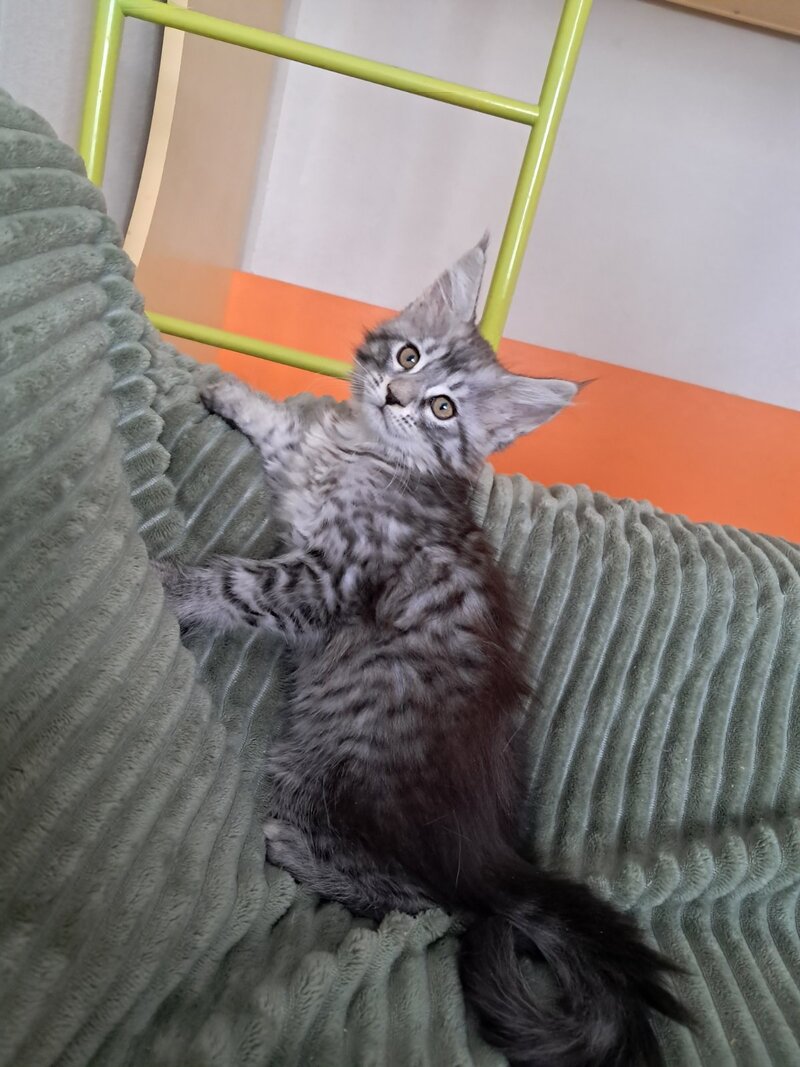 X-Assol Maine Coon female, black silver spotted tabby