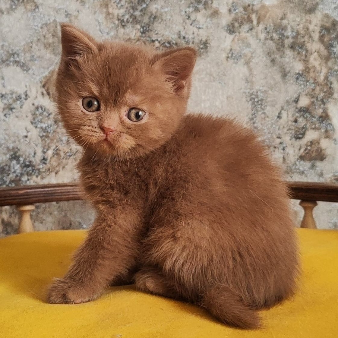 Betty British Shorthair female, cinnamon