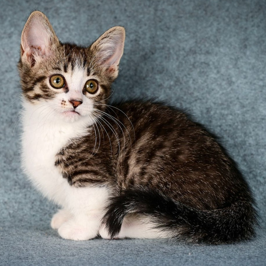 Klepa Munchkin female, black spotted tabby bicolour