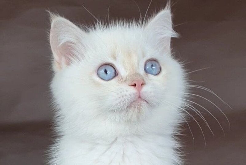 Xander British Shorthair male lilac golden chinchilla pointed - live animals
