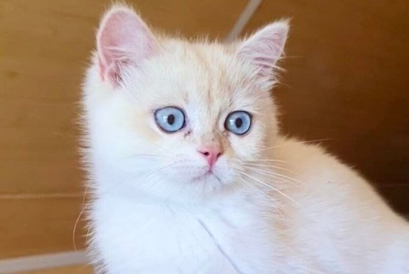 Xamira British Shorthair female, black golden chinchilla pointed