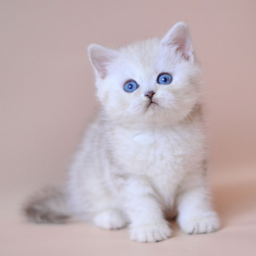 Karat British Shorthair male, blue silver tabby bicolour