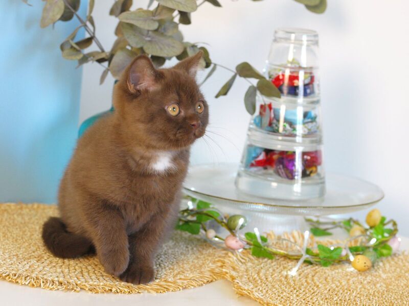 Neo British Shorthair male chocolate - live animals