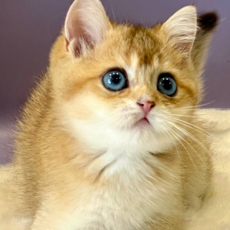 Irvin British Shorthair male, black golden shaded