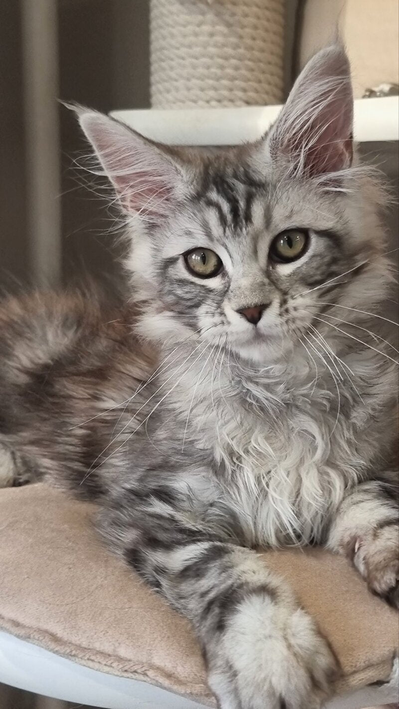 Clinta Maine Coon female black silver tabby - live animals