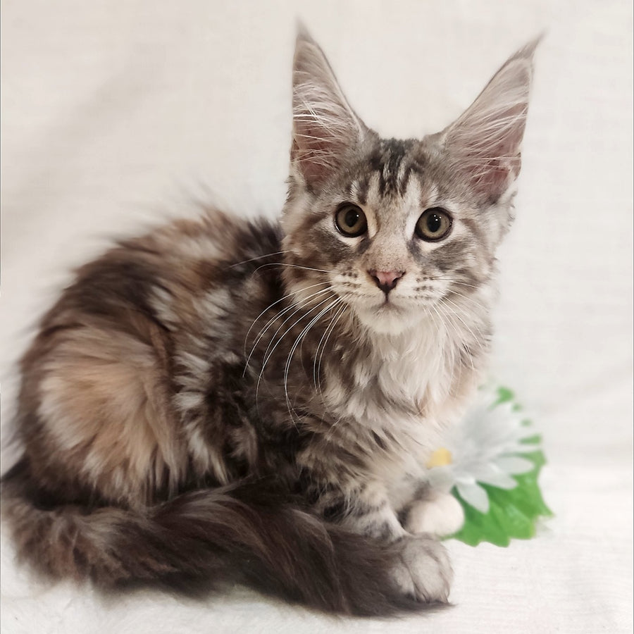Karamelka Maine Coon female, black tortie silver