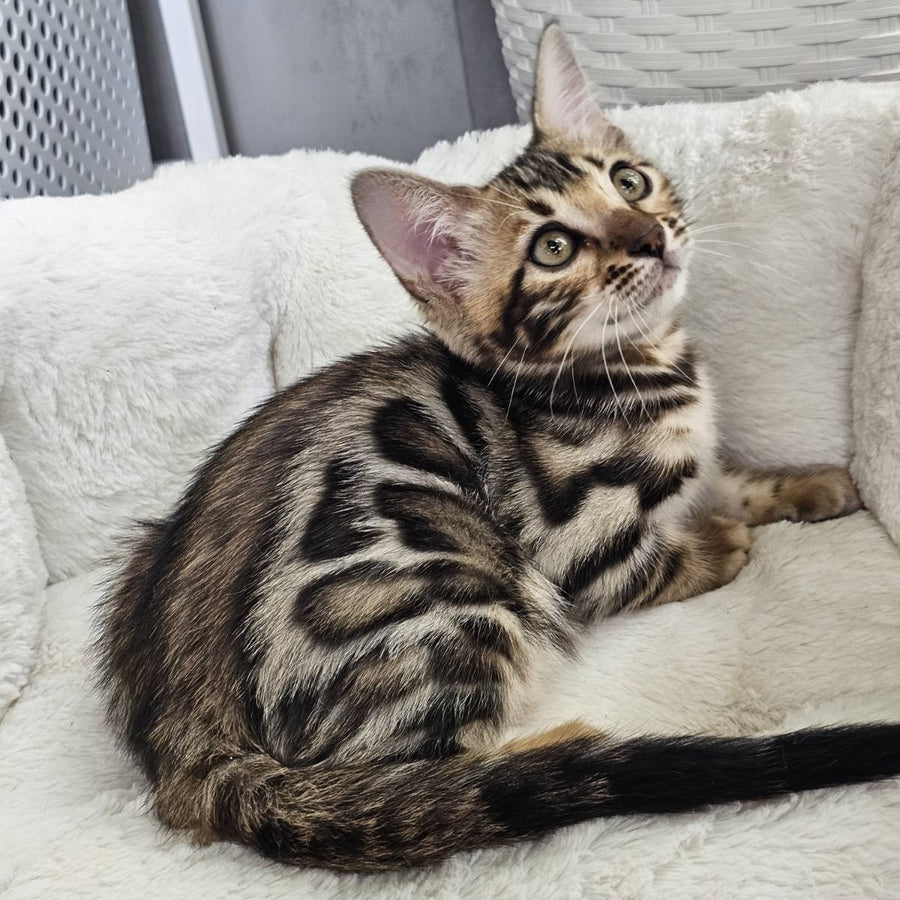 Tahiti Bengal male, black spotted tabby