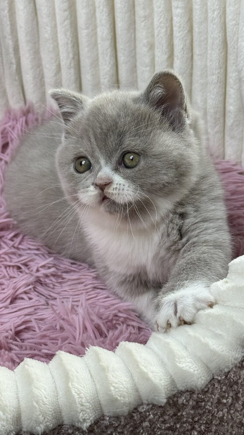Baby Scottish Straight female, lilac bicolour