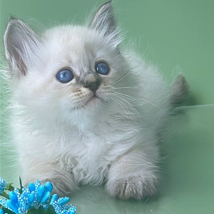 Archer Siberian male, seal tabby pointed