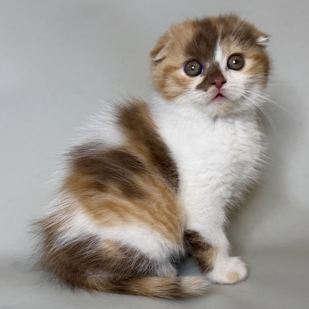 Arlette Scottish Fold female, cinnamon tortie bicolour
