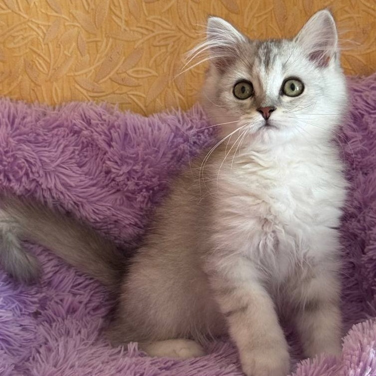 Smoky British Shorthair male, black silver chinchilla