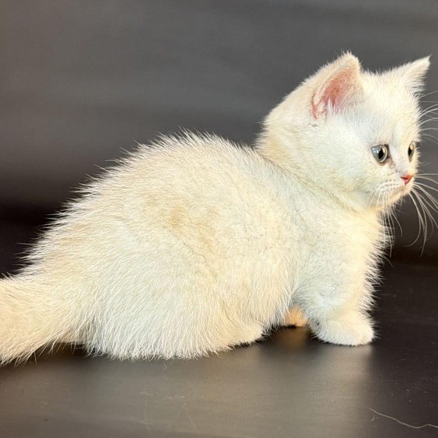 Riley Munchkin male, black silver shaded