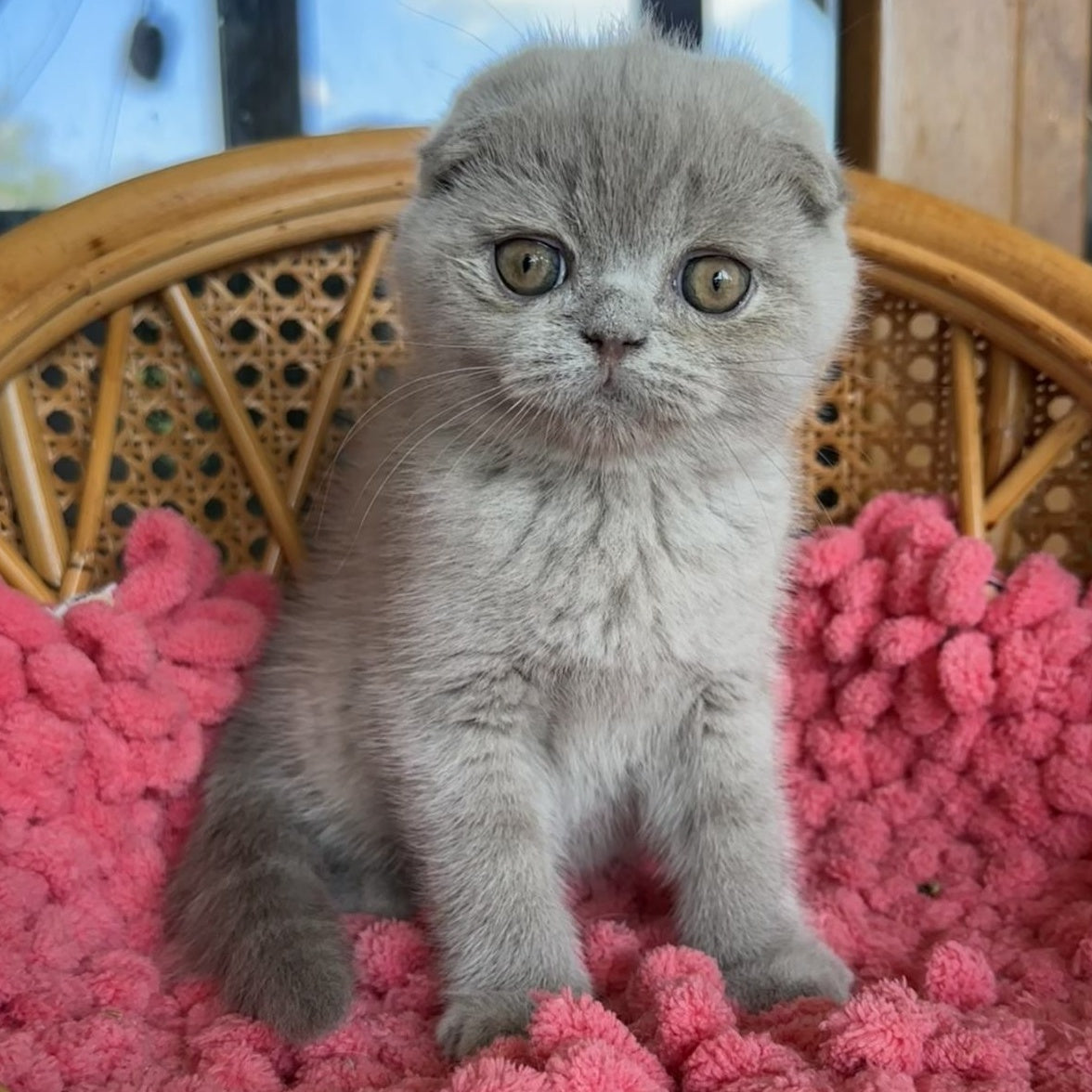 Nemo Scottish Fold male, lilac