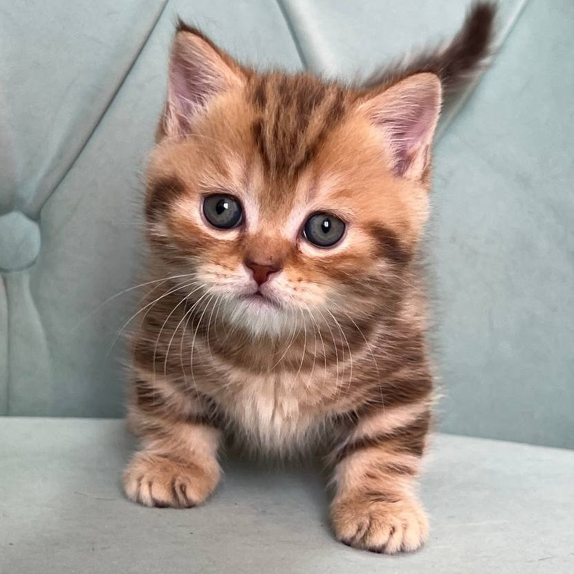 Luntik Munchkin male, chocolate tabby
