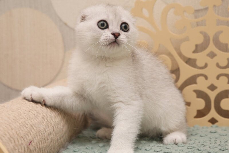 Filrt Scottish Fold male, black silver shaded