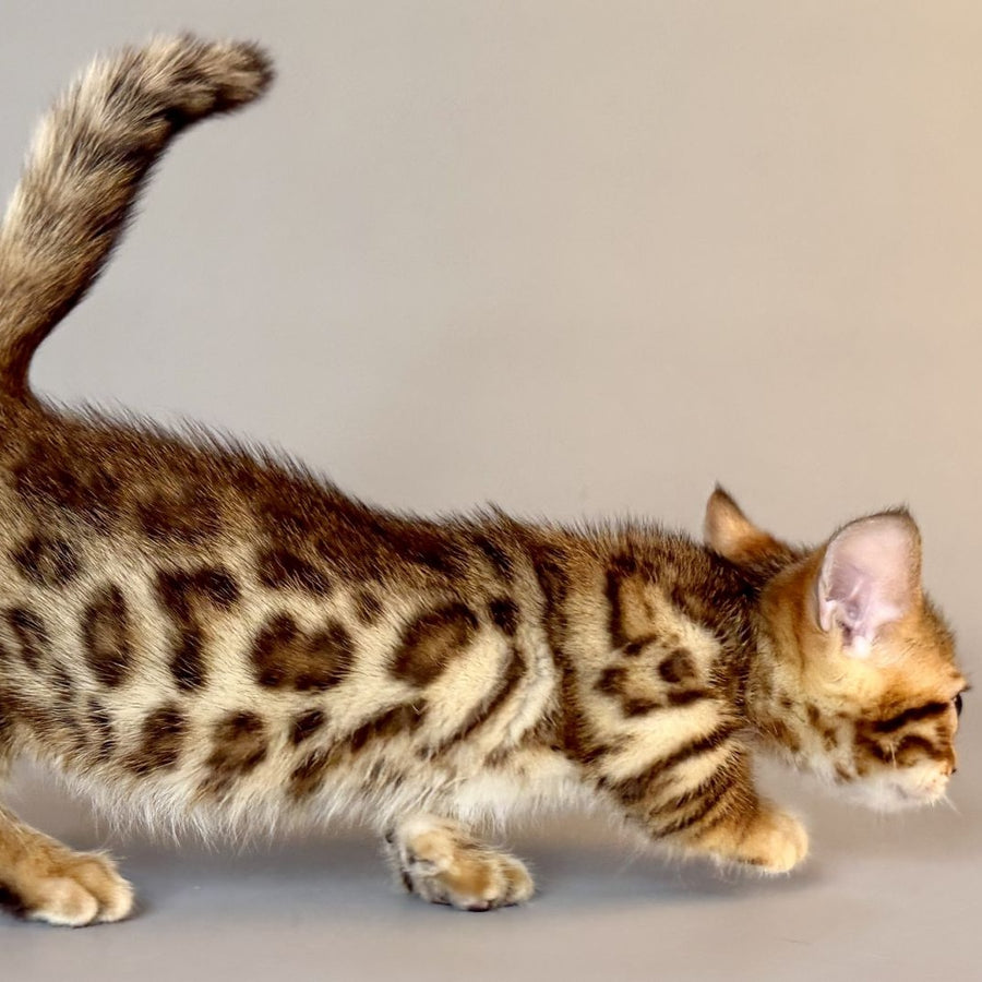 Patch Munchkin male, black golden spotted tabby
