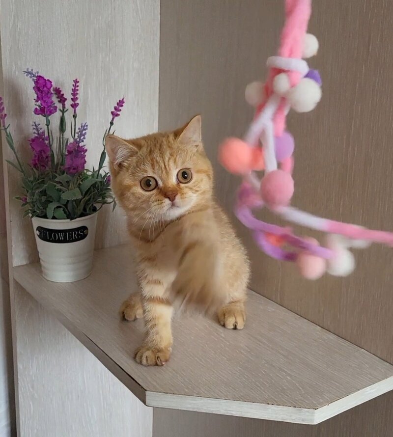 Alina British Shorthair female cinnamon - live animals