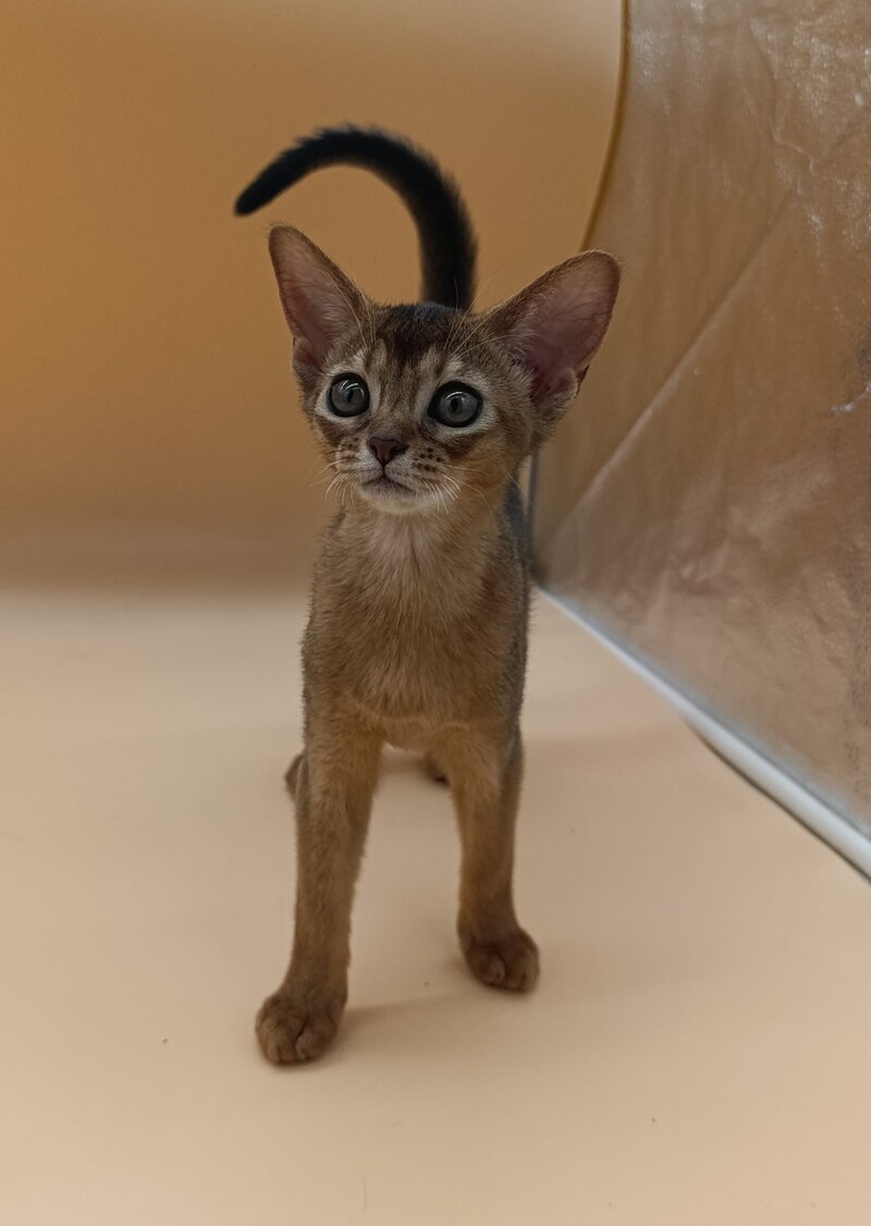Laura Abyssinian female, ruddy