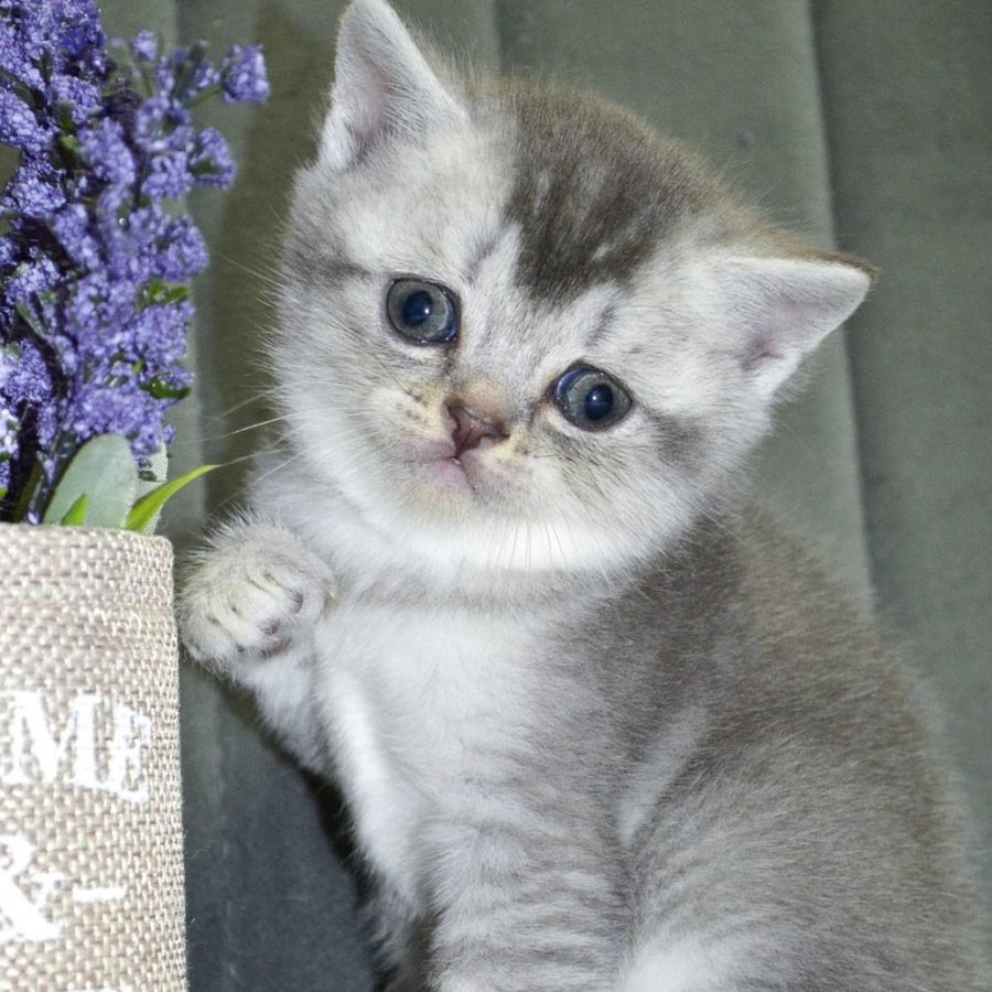 Anet Scottish Straight female, blue silver ticked tabby