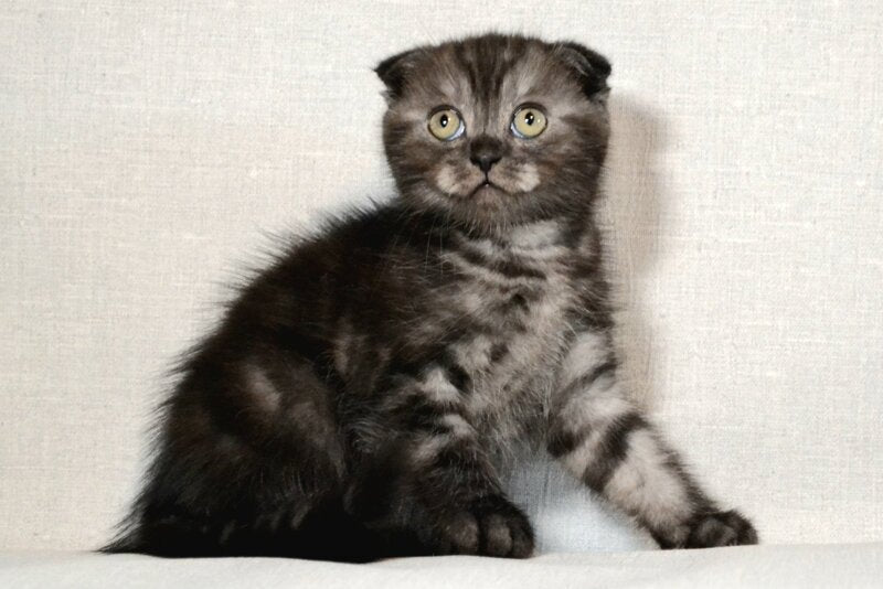 Simba Scottish Fold male black silver - live animals
