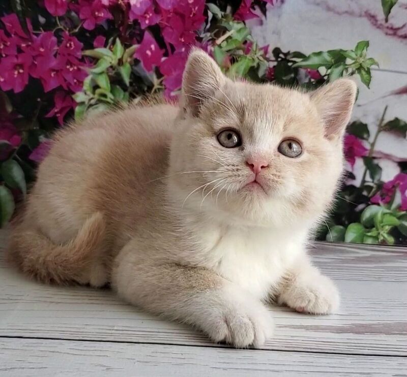 Uno British Shorthair male cream bicolour - live animals