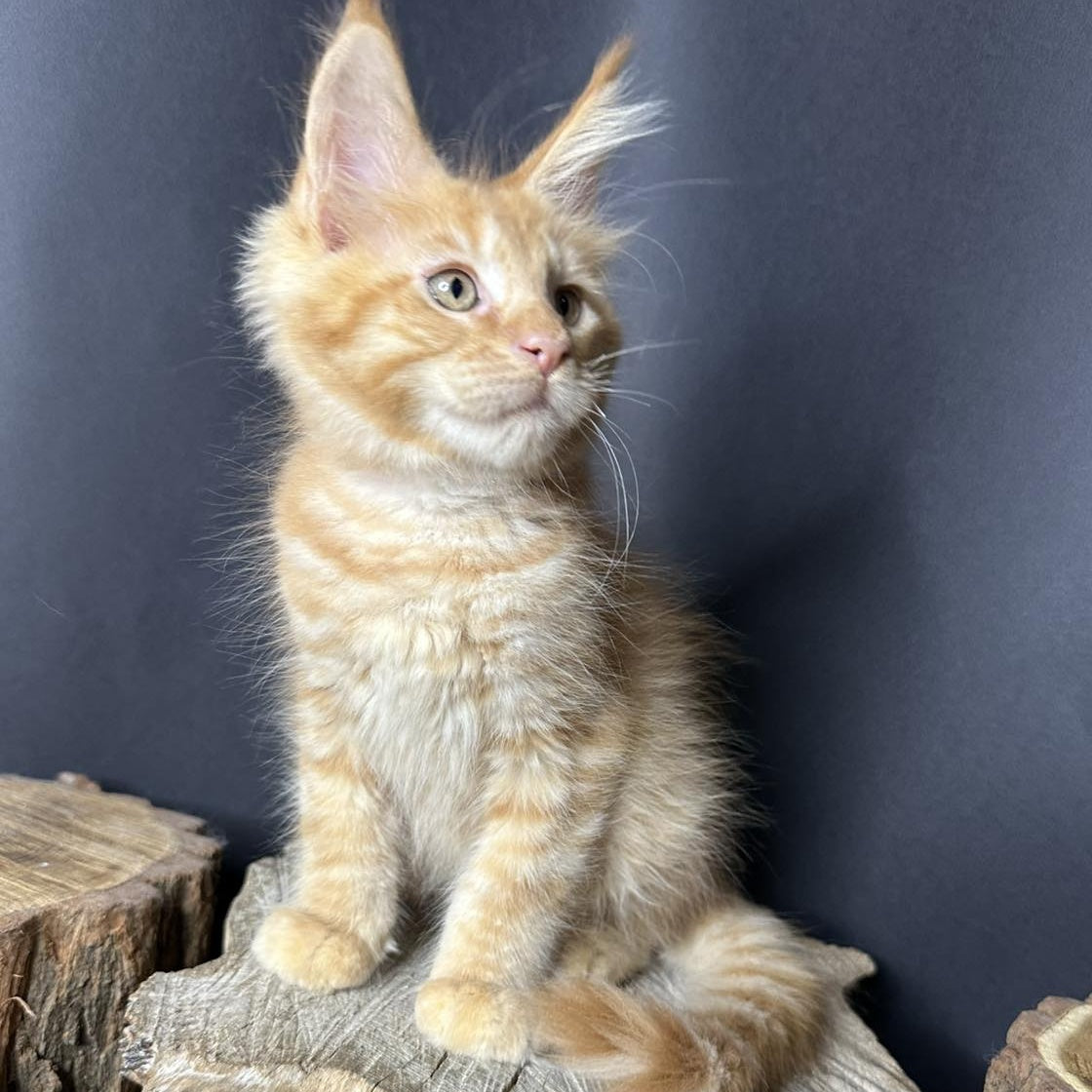 Pixel Maine Coon male, red tabby with white