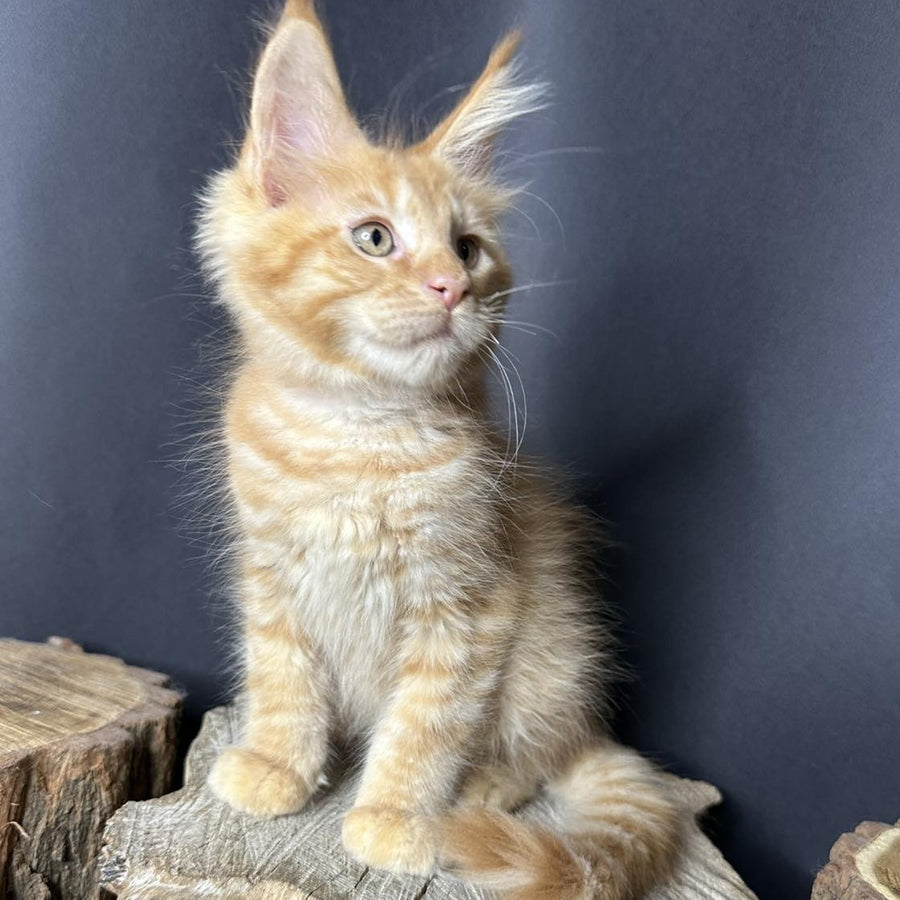 Pixel Maine Coon male, red tabby with white