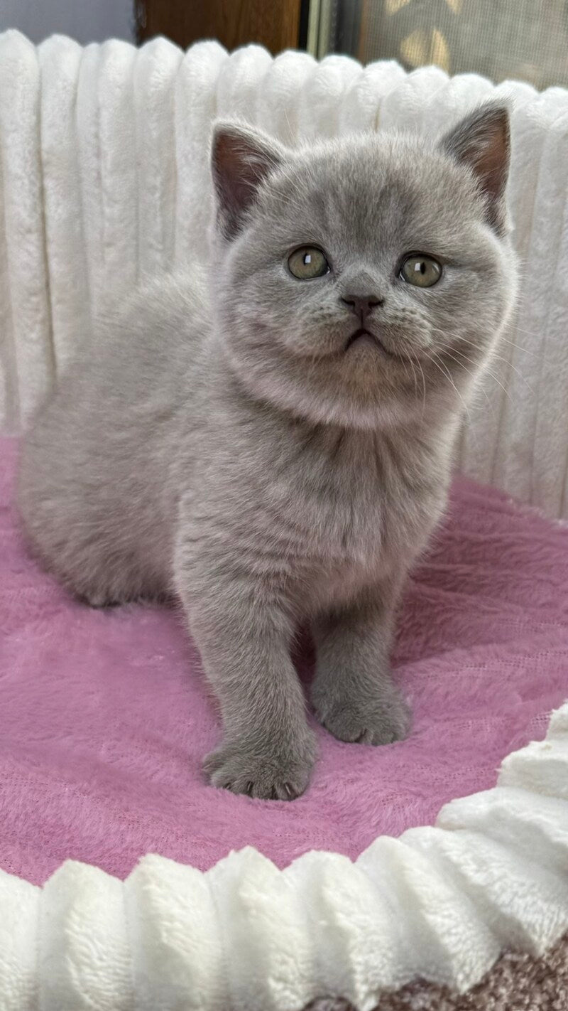 Blanca Scottish Straight female, lilac