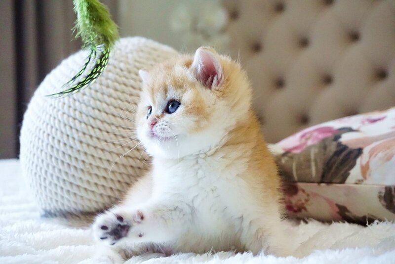 Danica British Shorthair female, black golden chinchilla