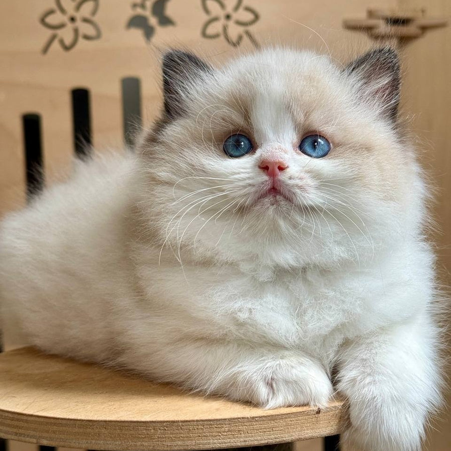 Mafin Ragdoll male, black bicolour