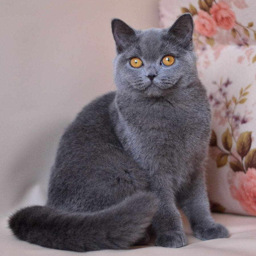 Emma British Shorthair female, blue