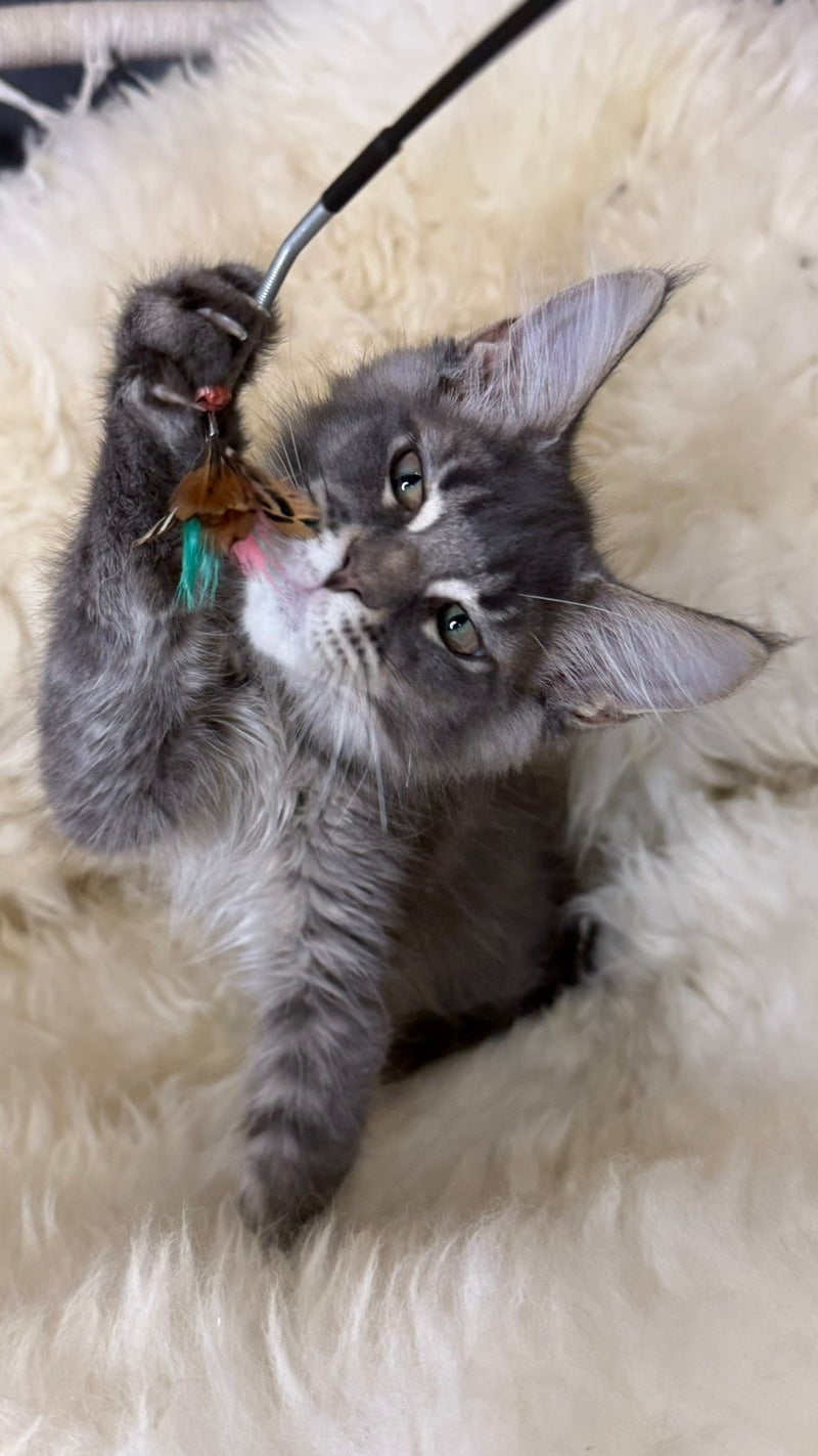 Quest Maine Coon male, blue ticked tabby