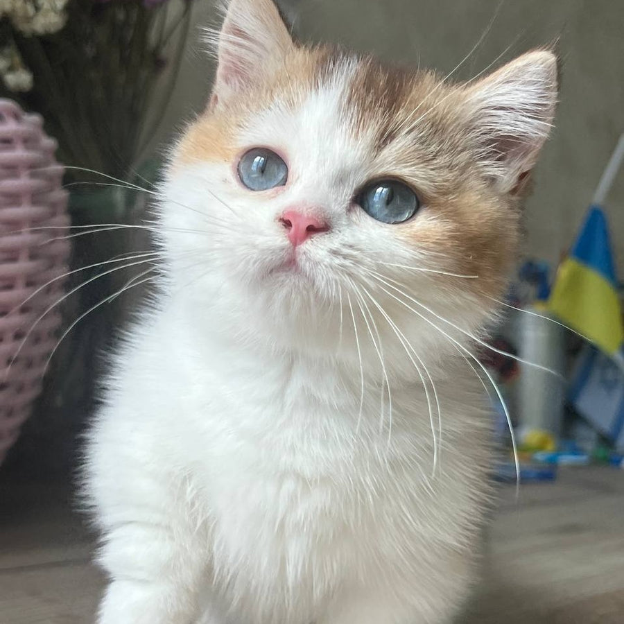 Bingo Munchkin male, chocolate ticked tabby harlequin