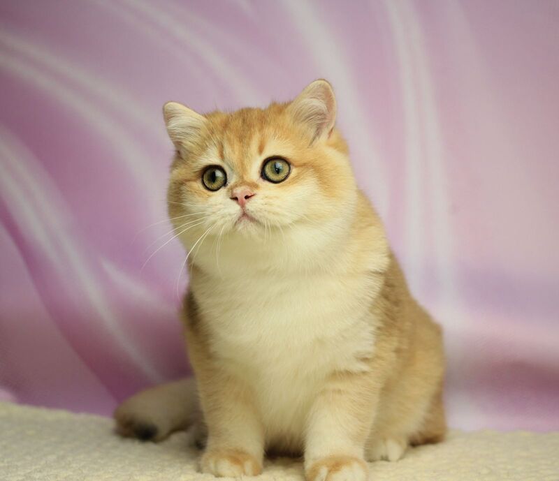 Baton British Shorthair male, black golden chinchilla