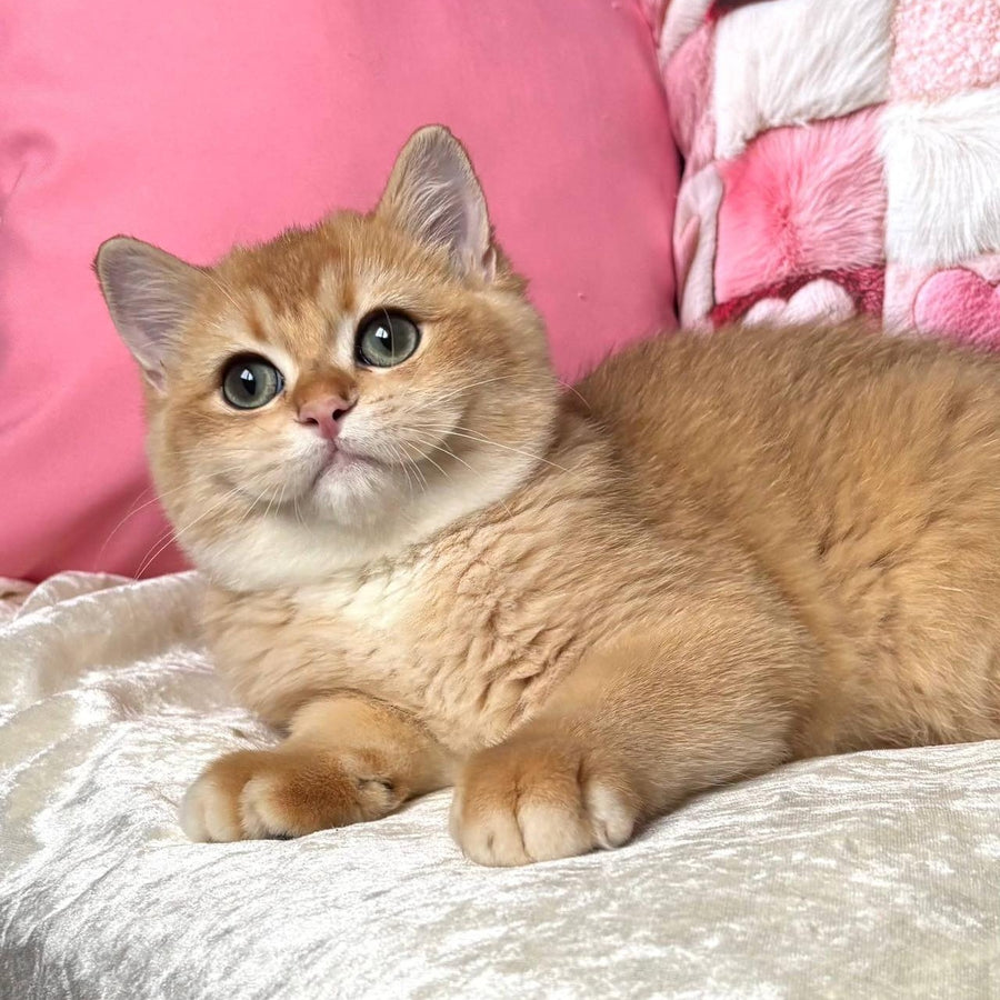 Osman British Shorthair male, black golden chinchilla