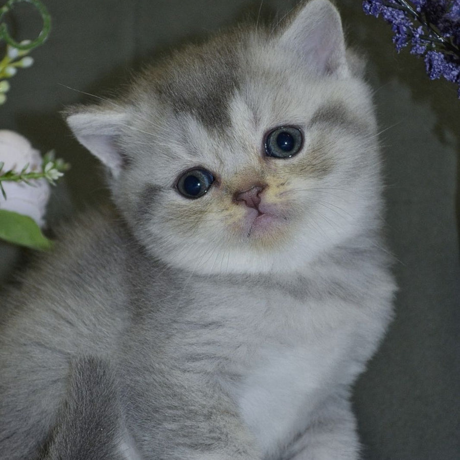 Alina Scottish Straight female, blue silver shaded